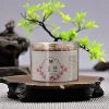 Best Natural Fragrant Magnolia Coiled Incense Set for Sale